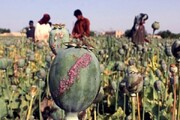 ممنوعیت کشت مواد مخدر در افغانستان توسط طالبان