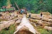 خطر نابودی جنگل‌های هیرکانی و بلوط /  بهره‌برداری از محیط زیست با هدف منفعت گروه‌های خاص انجام می‌شود