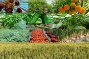 قیمت انواع نهاده‌های دامی و محصولات کشاورزی شنبه ۱ بهمن ۱۴۰۱
