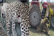 عده‌ای با رابطه مجوز نگهداری حیوان وحشی می‌گیرند / نقش دوربین به دست‌ها در مرگ پلنگ قائم‌شهر