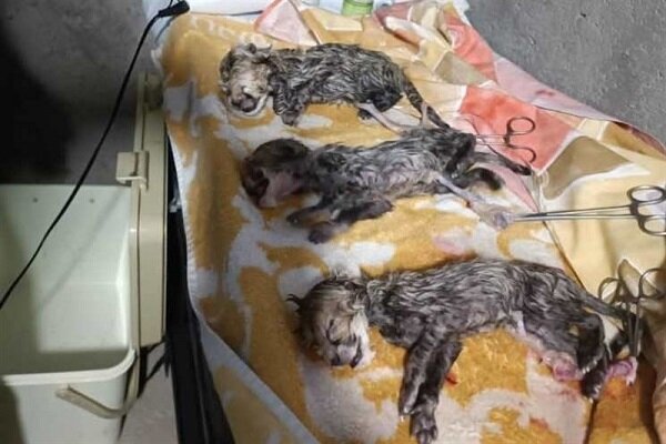 سه قلوهای یوزپلنگ ایرانی متولد شدند 