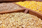 قیمت انواع نهاده‌های دامی و محصولات کشاورزی چهارشنبه ۲۸ دی ۱۴۰۱