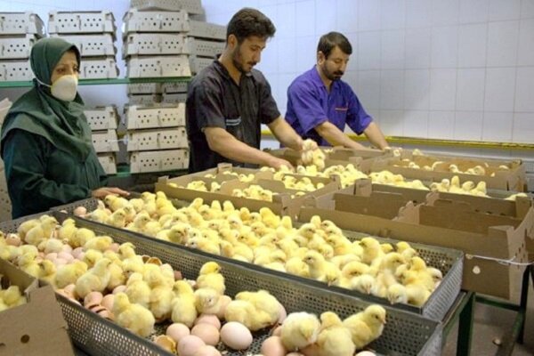  ۴۸۰ میلیون جوجه تا شهریور به مرغداران تحویل داده خواهد شد