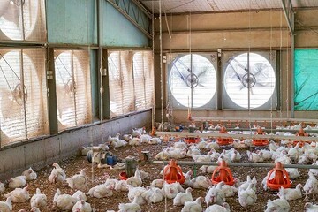 کاهش ۵۰ درصدی تولید گوشت مرغ در کشور صحت ندارد