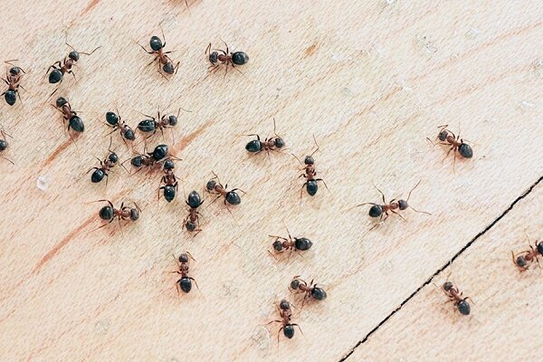 راهکارهایی برای نابودی همیشگی مورچه از خانه