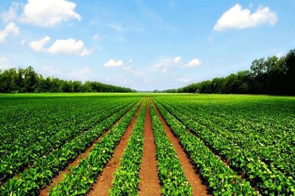 حذف تعرفه صادرات ۳ محصول کشاورزی