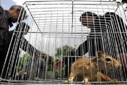 ساماندهی بازار غیرمجاز خرید و فروش حیوانات خانگی