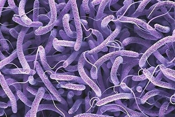 علائم و نشانه‌های بیماری وبا
