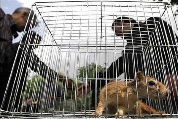ساماندهی بازار غیرمجاز خرید و فروش حیوانات خانگی