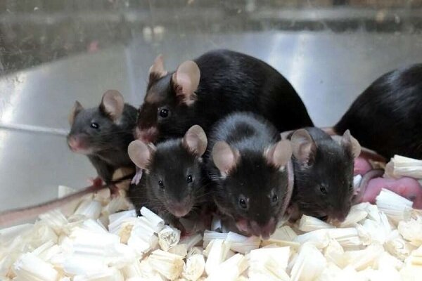 شبیه‌سازی موش‌ها از توپ‌های سلولی