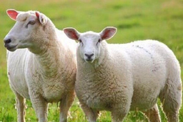  قیمت گوسفند زنده برای عید قربان اعلام شد
