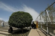 تعطیلی ۲ هفته‌ای بوستان‌های تهران صحت ندارد