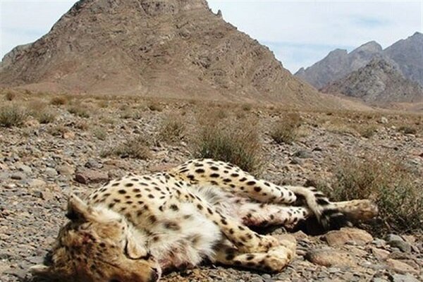  تلف شدن یک فرد یوزپلنگ ایرانی بر اثر تصادف