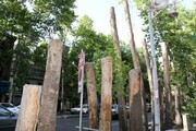صدور جریمه ۳ میلیارد تومانی برای خشکاندن ۹ اصله درخت در خیابان کاج جنوبی