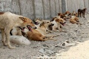 عواقب غذا دادن به سگ‌های ولگرد / کنترل جمعیت این حیوانات تنها با مدیریت پسماند ممکن است