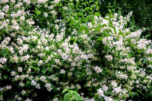 چگونه گل یاس رازقی را پرورش دهیم؟
