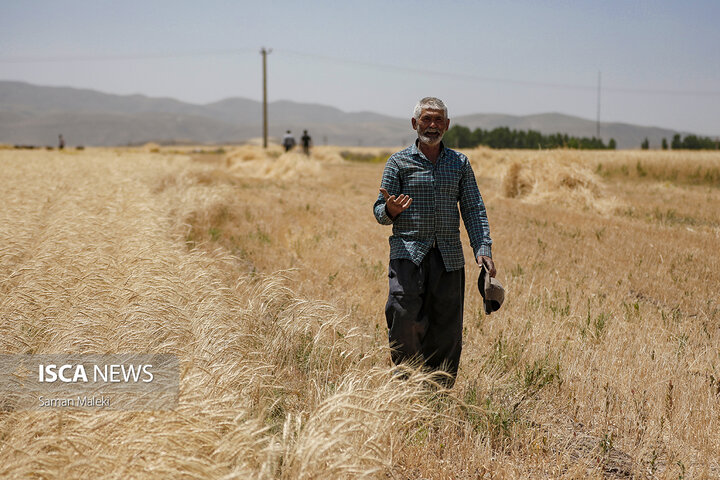 برداشت گندم و جو در استان آذربایجان شرقی