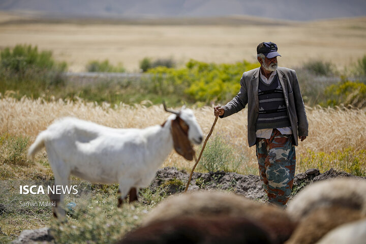 برداشت گندم و جو در استان آذربایجان شرقی