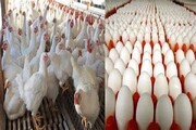 قیمت مرغ و تخم مرغ بالا تر از نرخ مصوب
