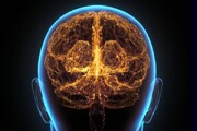 دانشمندان تفاوت مغز انسان مدرن و نئاندرتال‌ها را کشف کردند