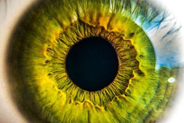 اطلاعات دیداری چطور از شبکیه چشم به مغز منتقل می‌شود؟
