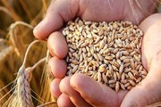 قیمت گندم در بازار جهانی افزایش یافت