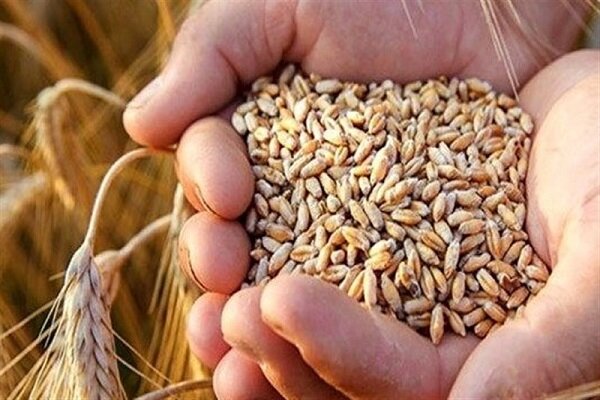 واردات گندم به بیش از ۳ میلیون تن می‌رسد
