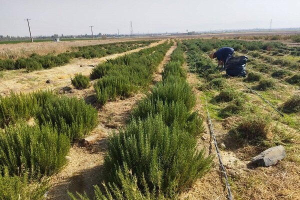 برداشت رزماری در مزارع تحقیقاتی دانشگاه آزاد اسلامی ساوه
