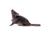 موش‌های تهران جهش‌یافته‌ شده‌اند؟