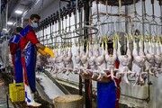 افزایش تقاضا برای خرید مرغ در بازار