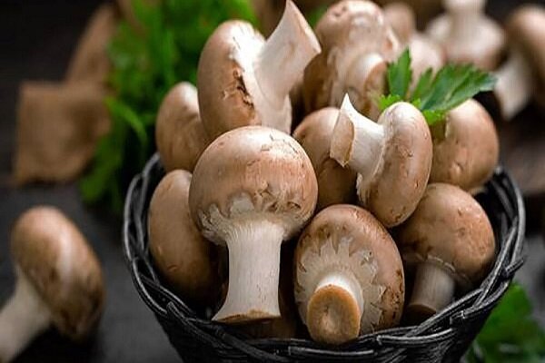 فواید قارچ برای قلب