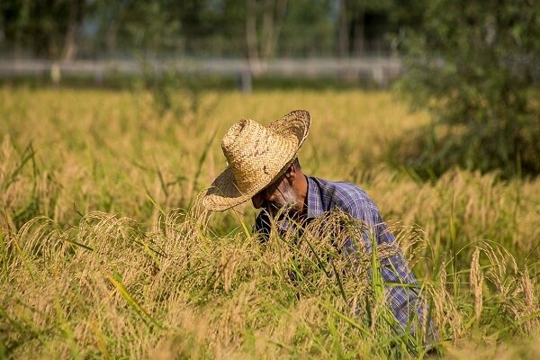 تولید برنج به ۲ میلیون و ۲۵۰ هزار تن خواهد رسید
