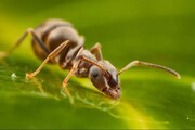 مورچه سرطان را بو می‌کشد