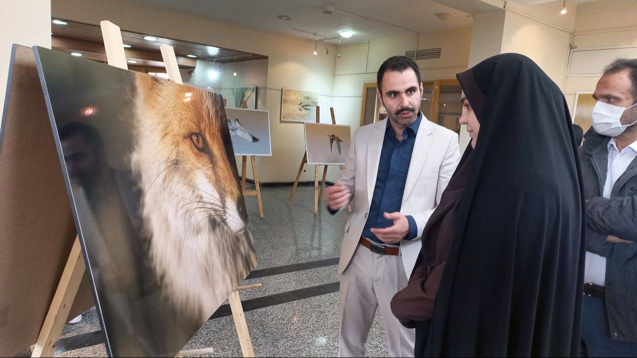 برگزاری نمایشگاه "شکوه زاگرس" در همدان/ ۱۵۰ اثر از گونه‌های جانوری همدان به نمایش گذاشته شد