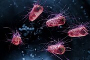 باکتری‌های روده به جنگ سلول‌های سرطانی می‌روند
