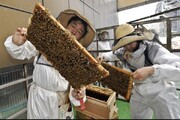 کندوهای زنبور عسل رازهای میکروبی یک شهرند