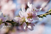 اولین شکوفه‌های بهاری در تهران