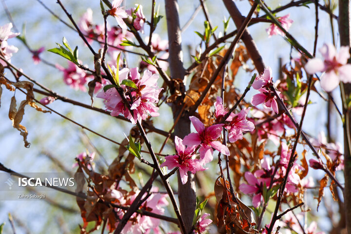 اولین شکوفه های بهاری در تهران