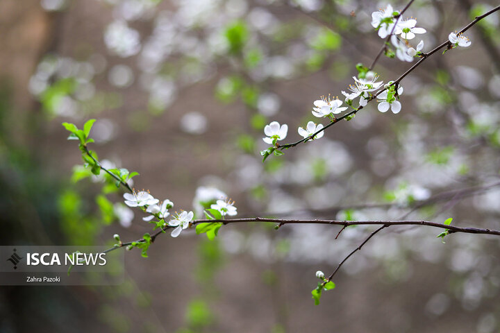 اولین شکوفه های بهاری در تهران