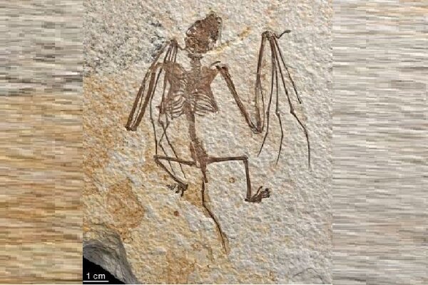 قدیمی‌ترین اسکلت‌های خفاش از تکامل پستانداران پرنده پرده برداشت