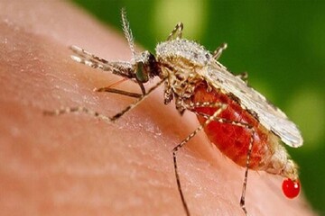  نگرانی وزارت بهداشت از ورود مالاریا به کشور از افغانستان و پاکستان