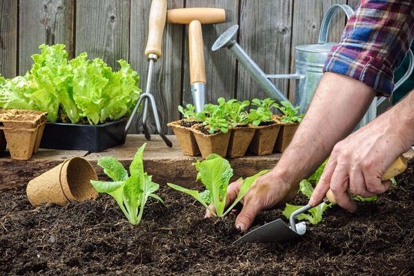 ۸ مرحله کاشت سبزی در خاک باغچه