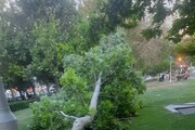 شکستن درخت براثر طوفان در پارک کوهسنگی مشهد + عکس
