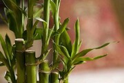 بررسی صفر تا صد خواص گیاه بامبو