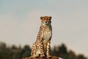 تصمیمات جدید سازمان محیط زیست برای حفظ یوزپلنگ ایرانی