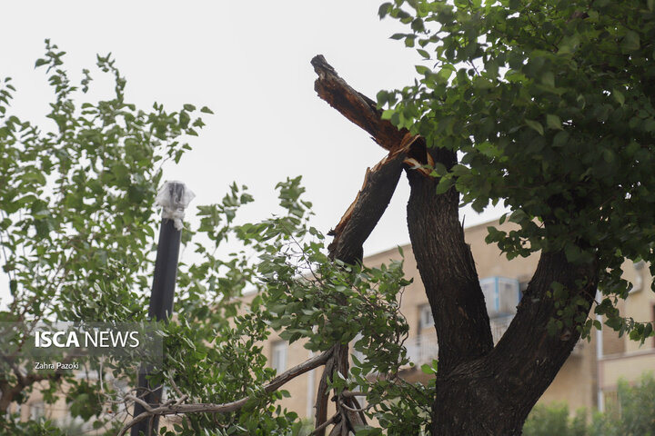 شکستن درختان در پی طوفان تهران