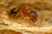 انگلی که طول عمر مورچه‌ها را ۳ برابر می‌کند