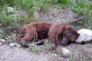 یک قلاده خرس قهوه‌ای در آذربایجان شرقی براثر برخورد با خودرو تلف شد