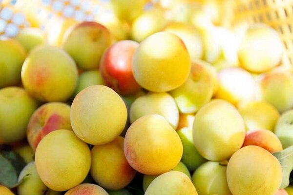 خواص آلو ژاپنی برای بدن
