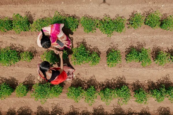هوش مصنوعی چگونه آینده کشاورزی آسیا را به سمت پایداری می‌برد؟/ کشاورزی مبتنی بر داده در هند